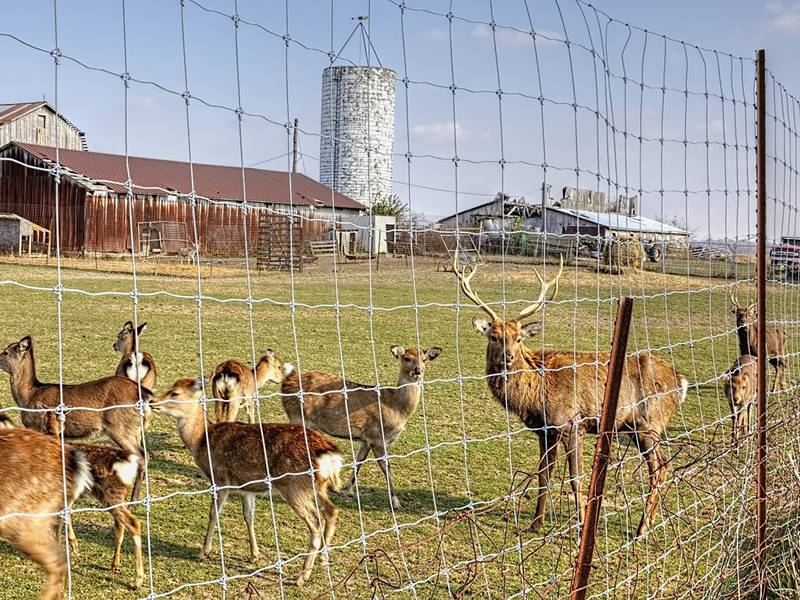 Deer Fence Company
