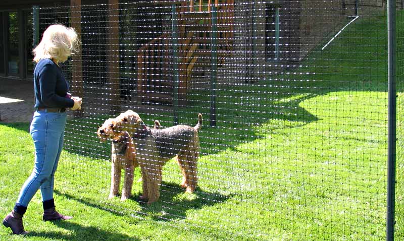 dog fence