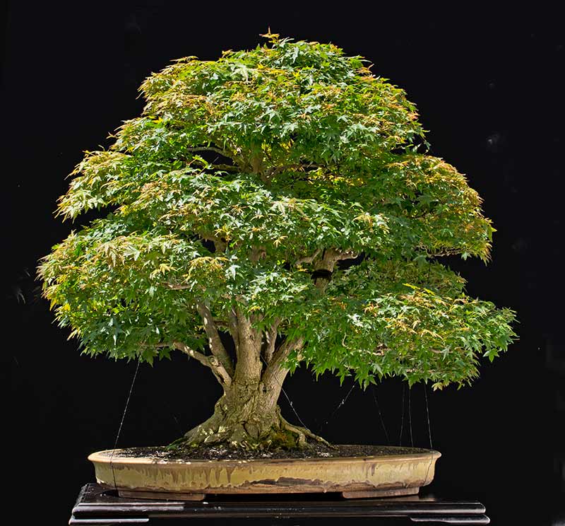 Maple Bonsai Tree