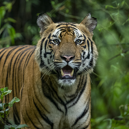 National Parks in India